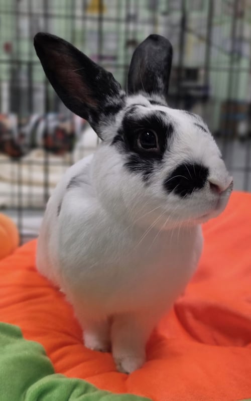 ANTOINE - English Spot available for adoption