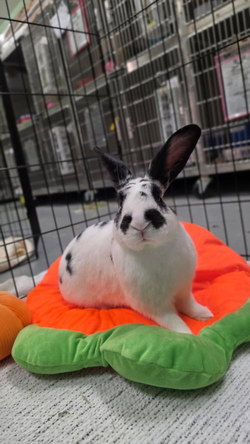 ANTOINE - English Spot available for adoption