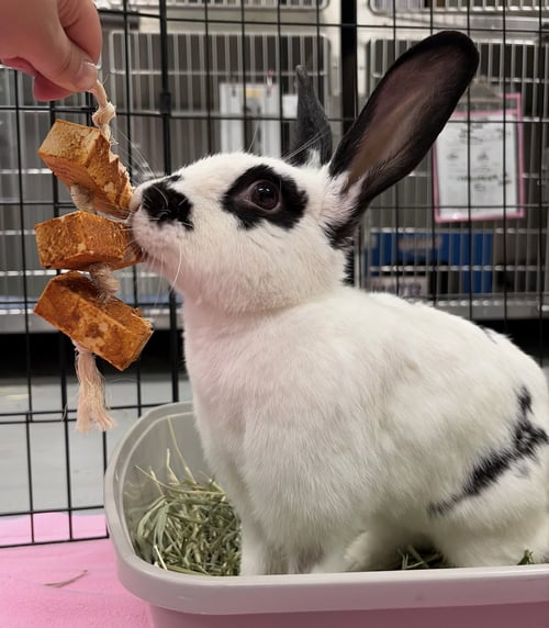 ANTOINE - English Spot available for adoption
