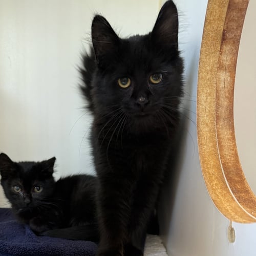 LINUS (BONDED W/ LENNY) - Domestic Short Hair available for adoption