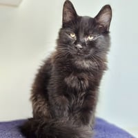 Linus (bonded w/ Lenny) - Photo 1