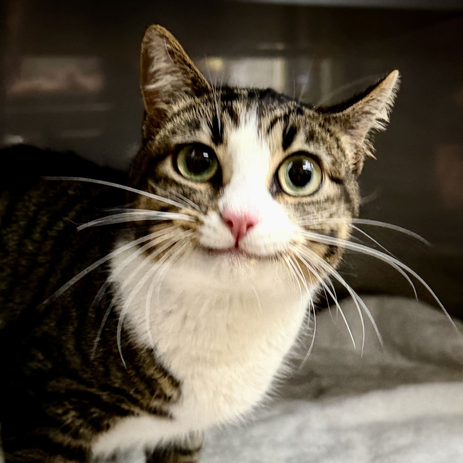 DIEGA - Domestic Short Hair available for adoption