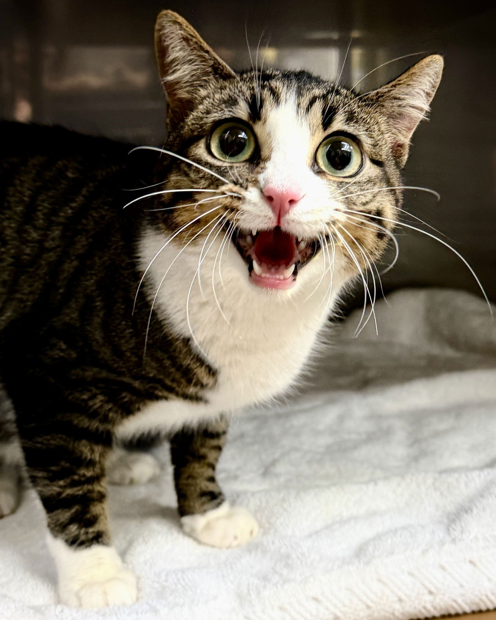 DIEGA - Domestic Short Hair available for adoption