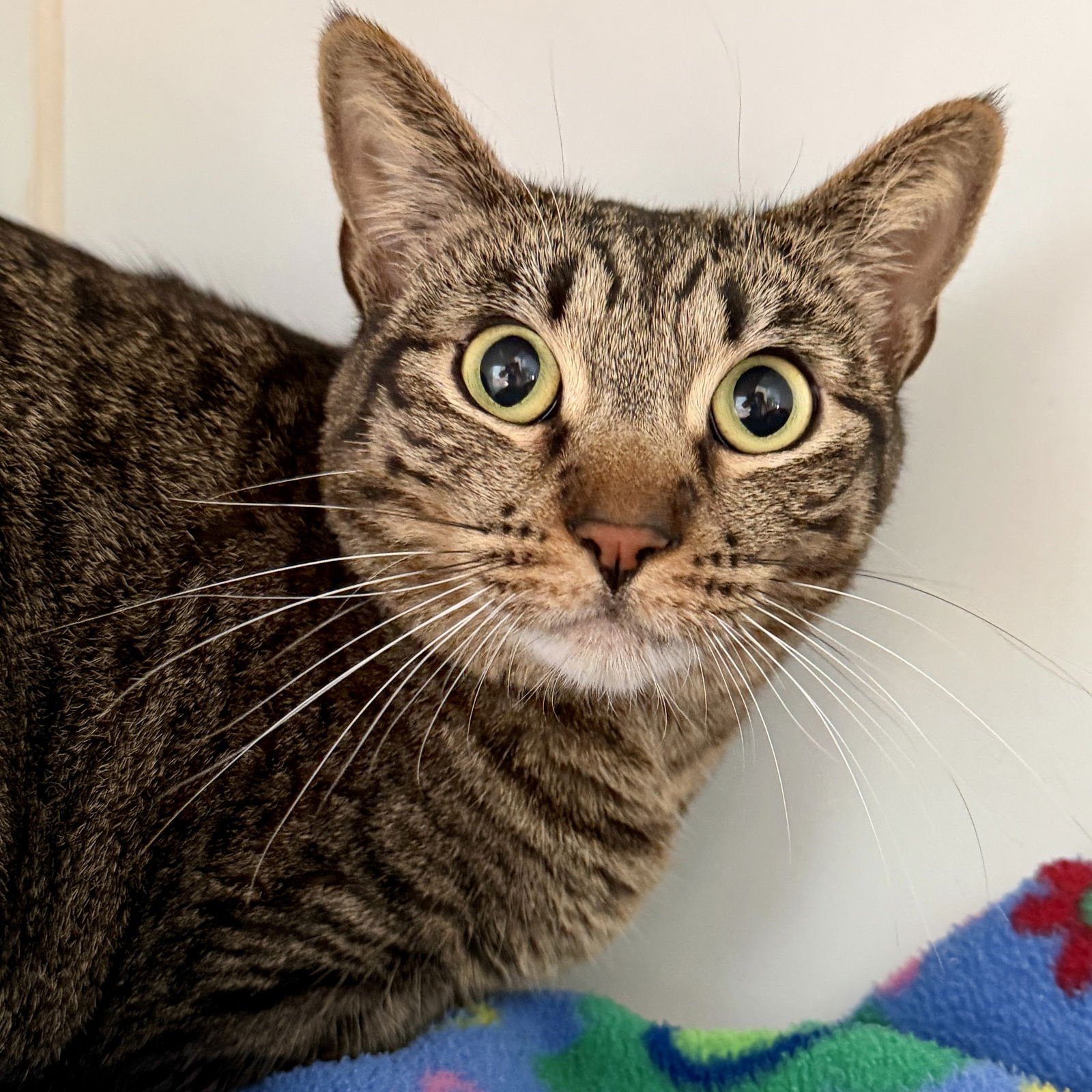 DAWN (BONDED W/WICKIE) - Domestic Short Hair available for adoption
