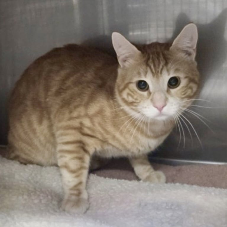 Toto (bonded w/Frosty) Image