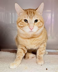 Toto (bonded w/Frosty) - Photo 2