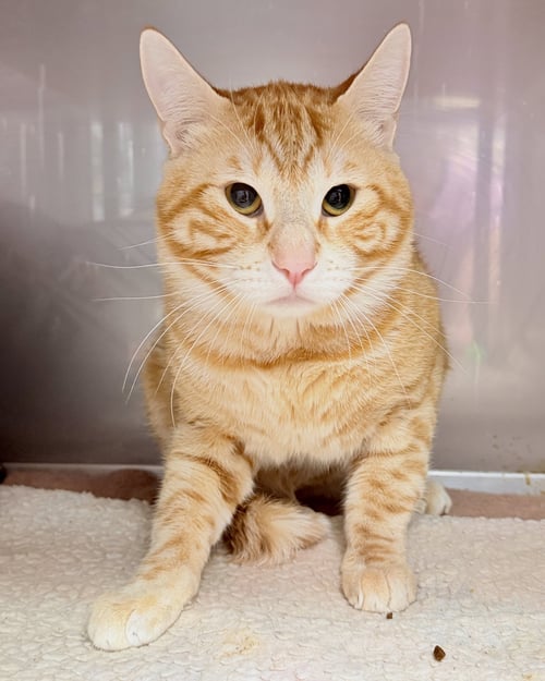 TOTO (BONDED W/FROSTY) - Domestic Short Hair available for adoption