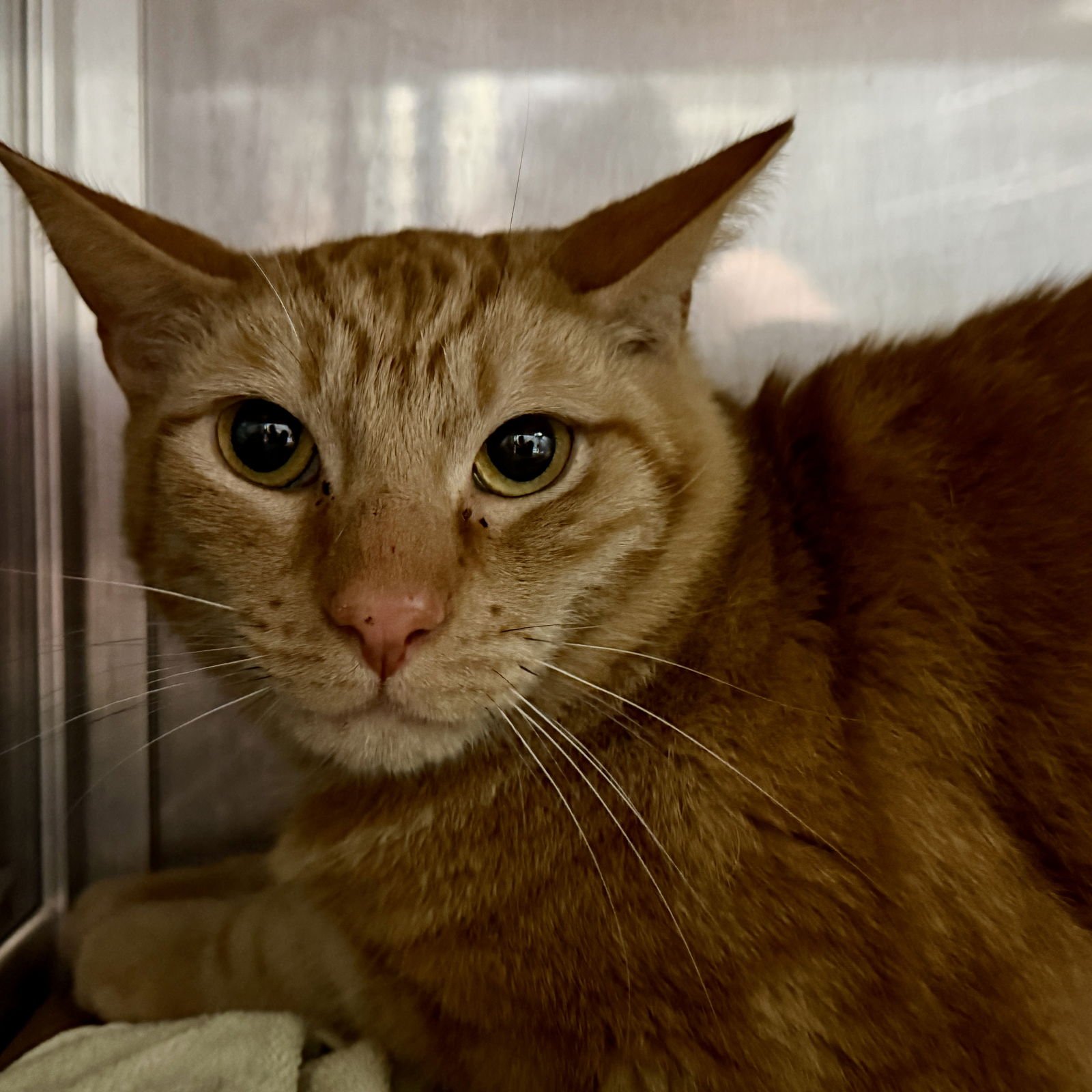 BIGGIE - Domestic Short Hair available for adoption