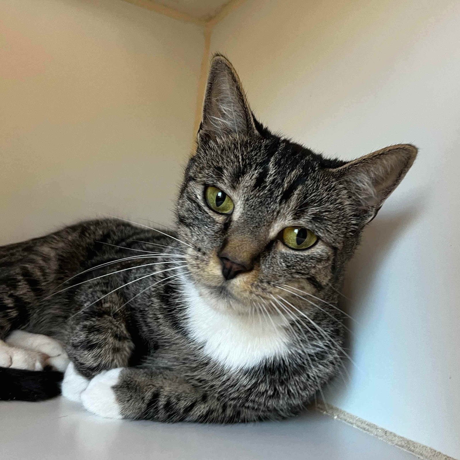 PENELOPE (BONDED W/ ELOISE) - Domestic Short Hair available for adoption