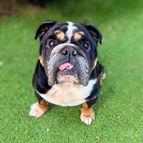 BOGART - English Bulldog available for adoption
