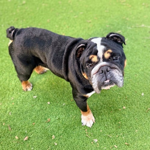 BOGART - English Bulldog available for adoption