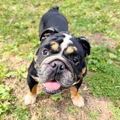 BOGART - English Bulldog available for adoption