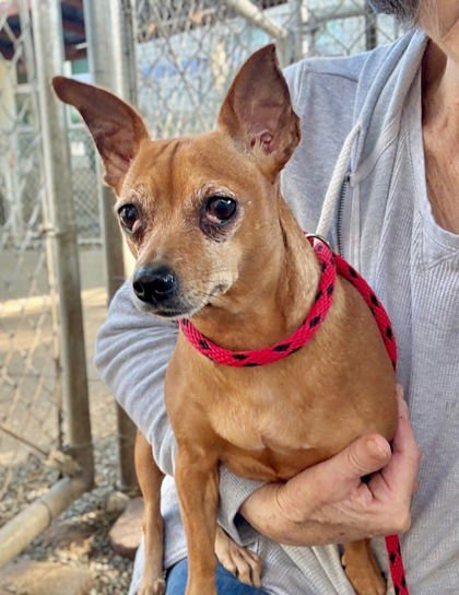 SALCHICHA - Chihuahua available for adoption