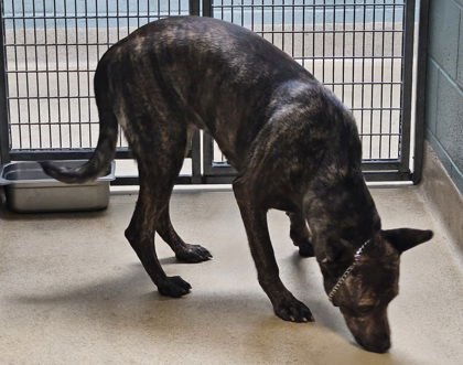 CHRISI - Shepherd available for adoption