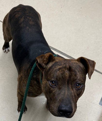 BENETTON - Pit Bull Terrier available for adoption