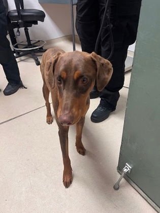 CORDELIA - Doberman Pinscher available for adoption