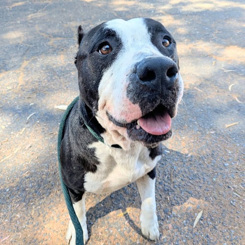 RODDY - American Pit Bull Terrier available for adoption