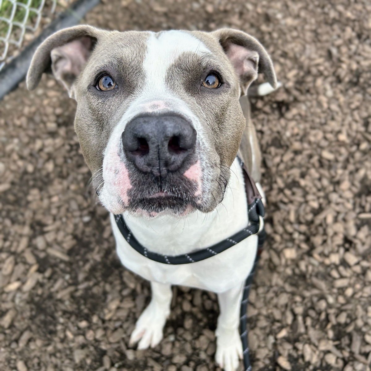 DORA - American Pit Bull Terrier available for adoption