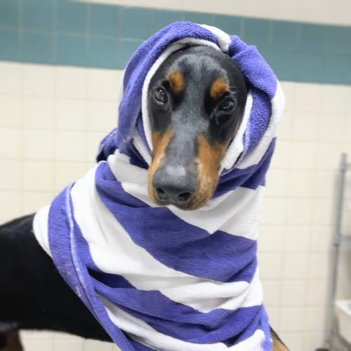 DEKU - Doberman Pinscher available for adoption
