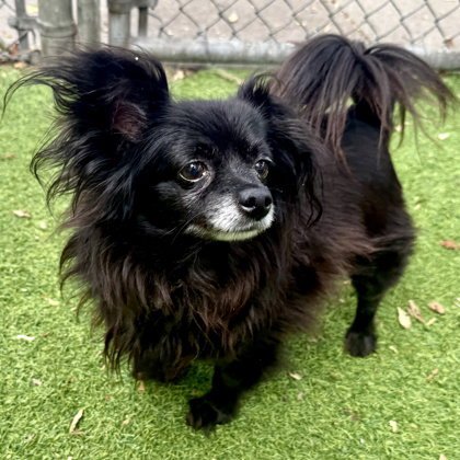 REBEL - Papillon available for adoption