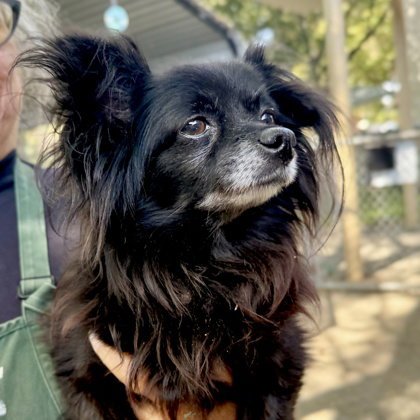 REBEL - Papillon available for adoption