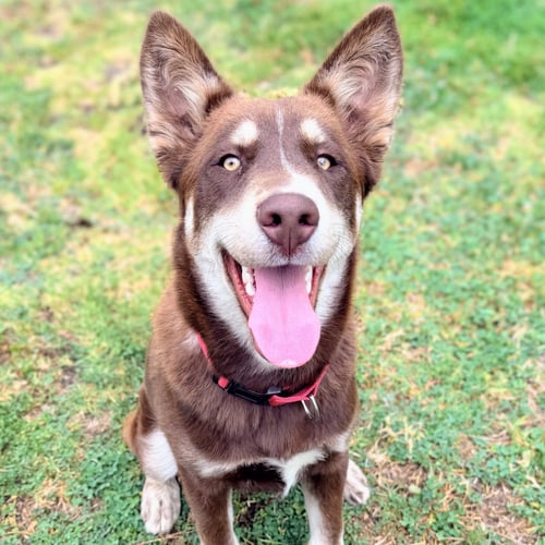 DOWNTOWN BROWN - Husky available for adoption