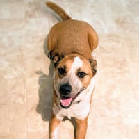 Archie - Photo 3
