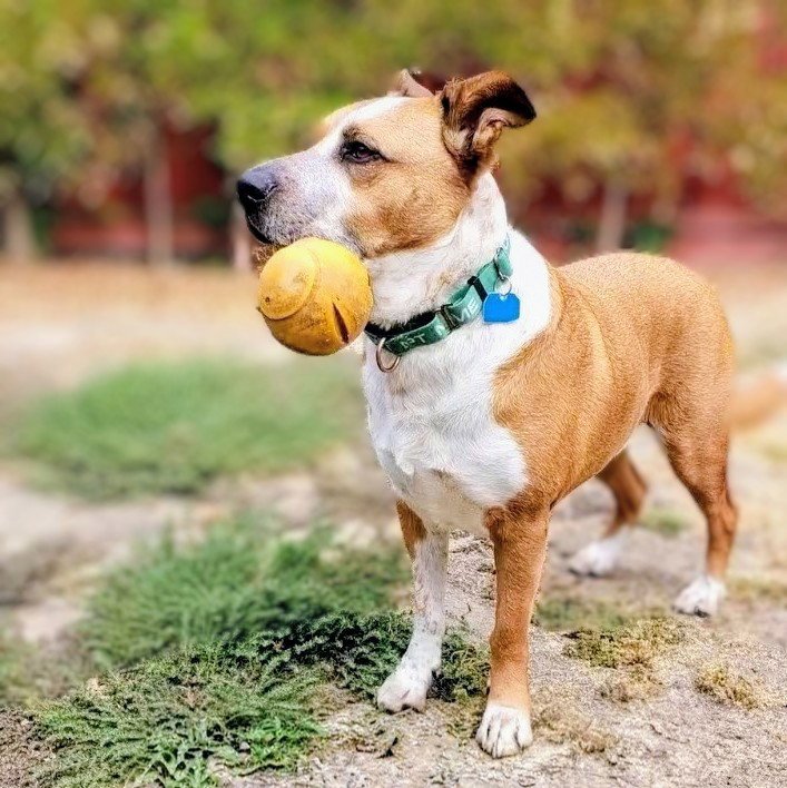 Archie Image