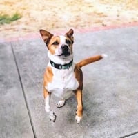 Archie - Photo 2