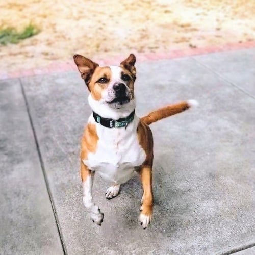 ARCHIE - Unknown available for adoption
