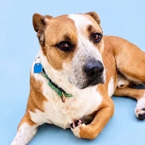 ARCHIE - Unknown available for adoption