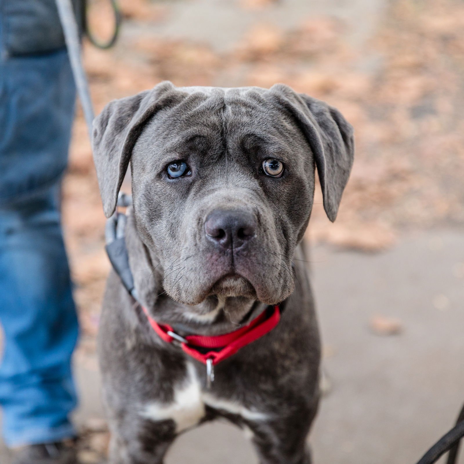 LEILANI - Cane Corso Mastiff available for adoption