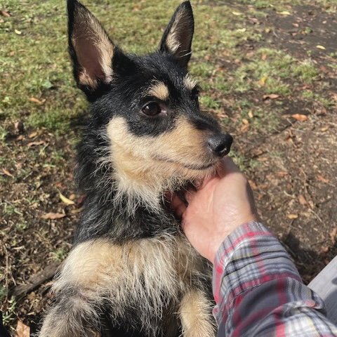 ANGUS - Unknown available for adoption