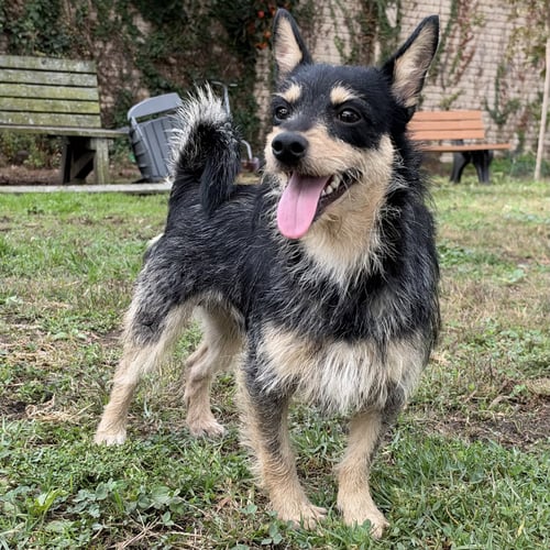 ANGUS - Unknown available for adoption
