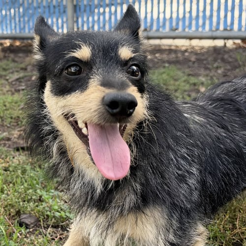 ANGUS - Unknown available for adoption