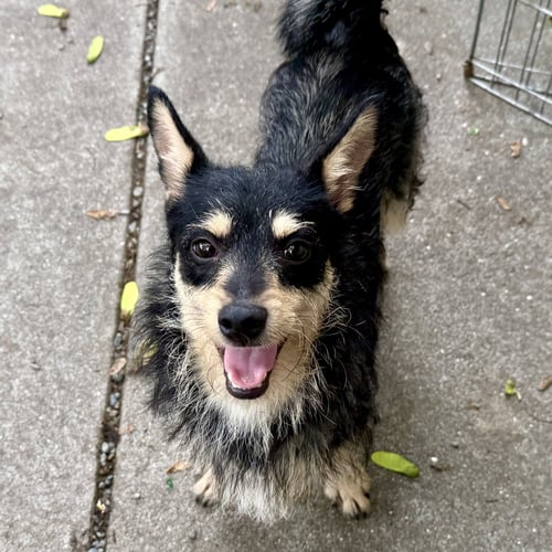 ANGUS - Unknown available for adoption