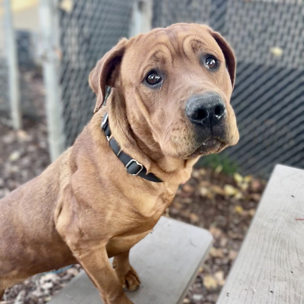 SERENDIPITY - Cane Corso Mastiff available for adoption