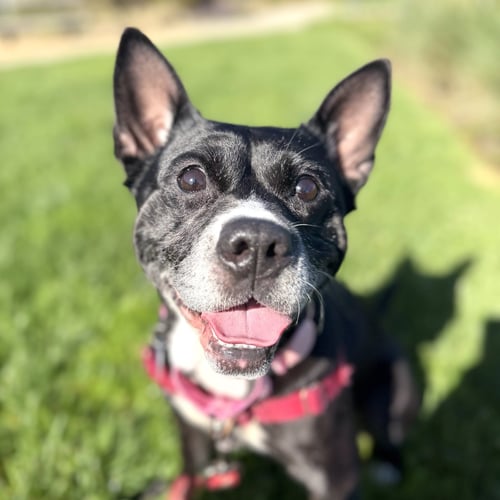 LAVERNE - Unknown available for adoption