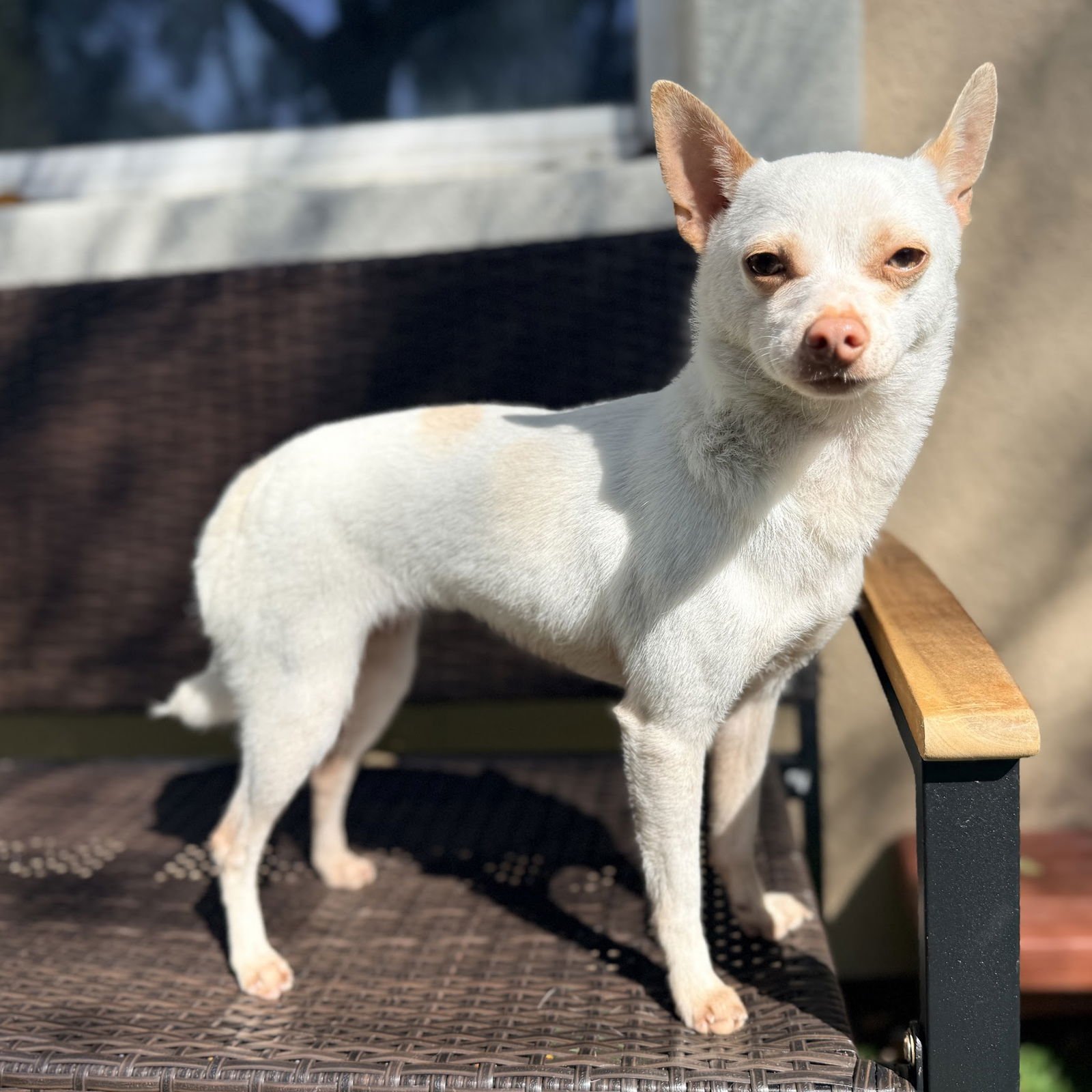 BEATRIX - Chihuahua available for adoption