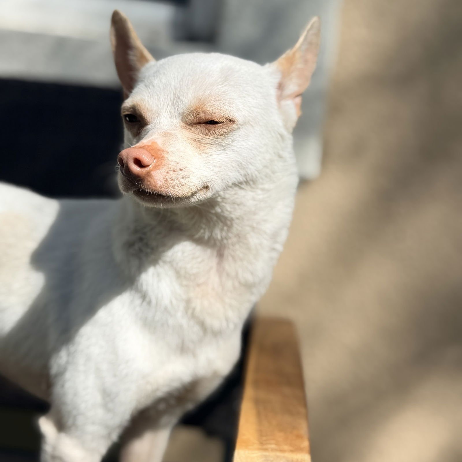 BEATRIX - Chihuahua available for adoption