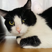 Flounder (bonded w/ Trout) - Photo 1