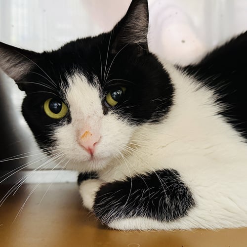 FLOUNDER (BONDED W/ TROUT) - Domestic Short Hair available for adoption