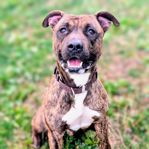 JOJO - American Pit Bull Terrier available for adoption