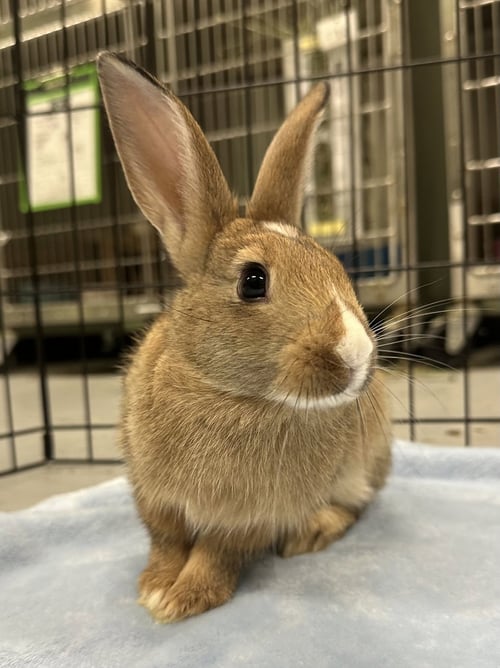 PEASEBLOSSOM - American available for adoption