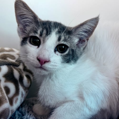 JIMIN (BONDED W/ J-HOPE) - Domestic Short Hair available for adoption