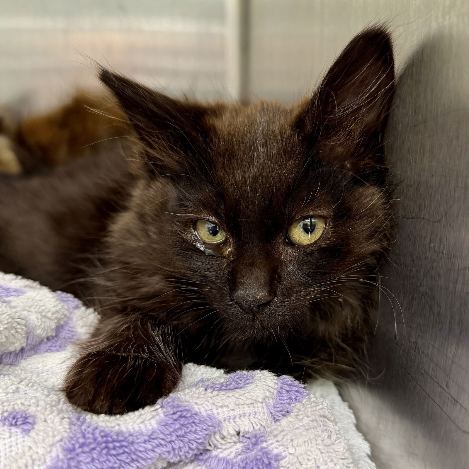 APRICOT (BONDED W/PERSIMMON) - Domestic Medium Hair available for adoption