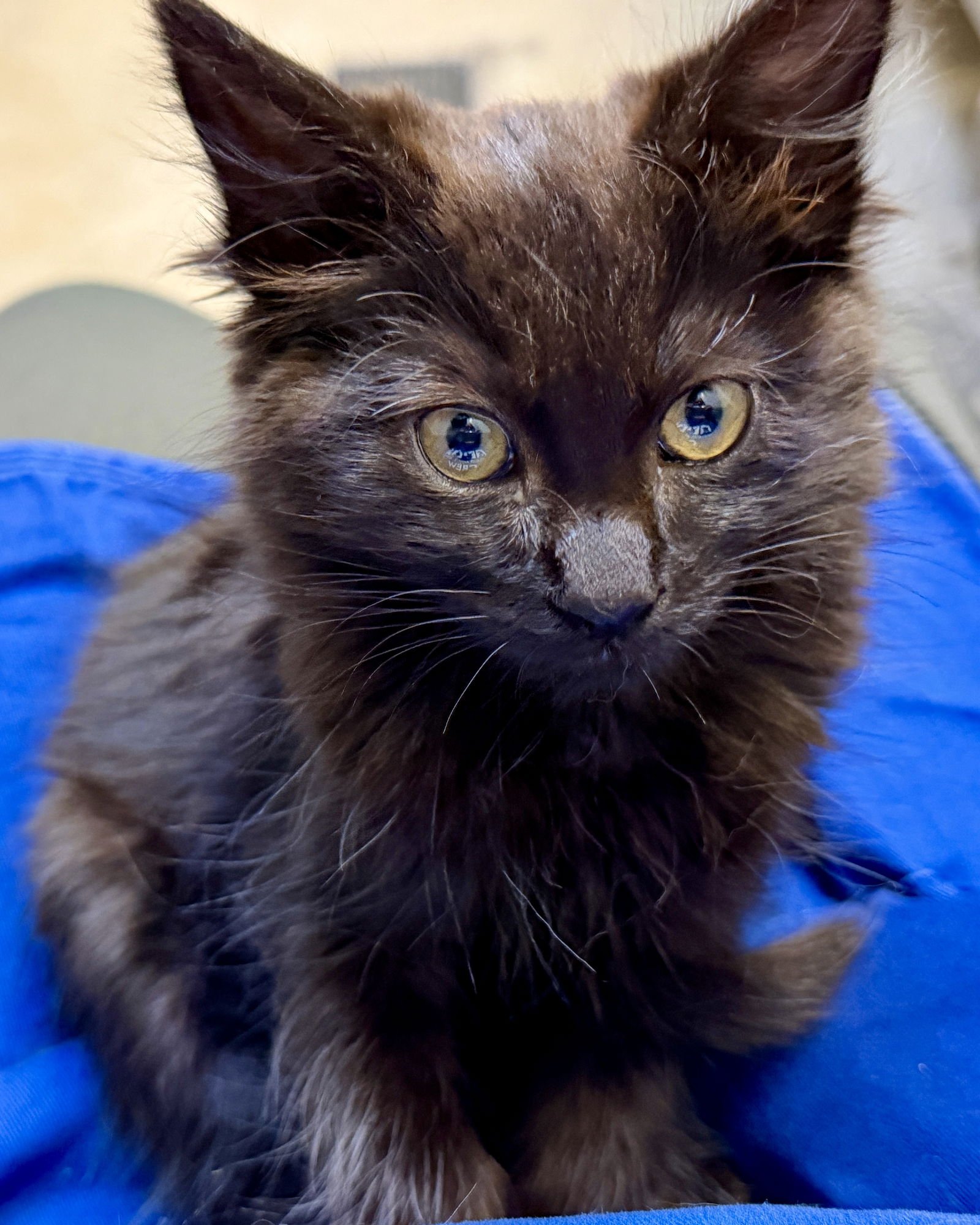 APRICOT (BONDED W/PERSIMMON) - Domestic Medium Hair available for adoption
