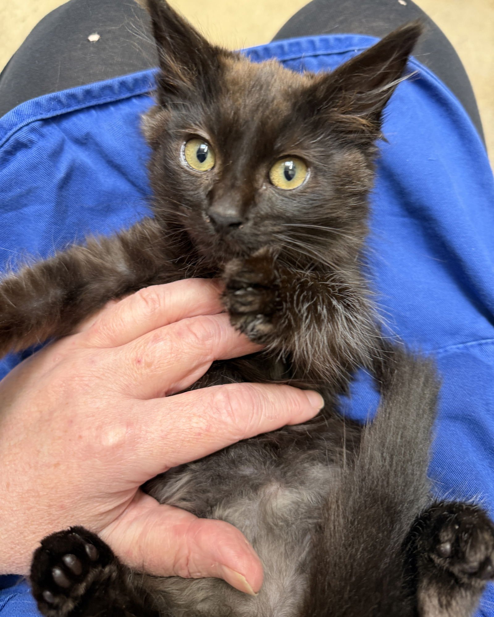 Apricot (bonded w/Persimmon) - Photo 4