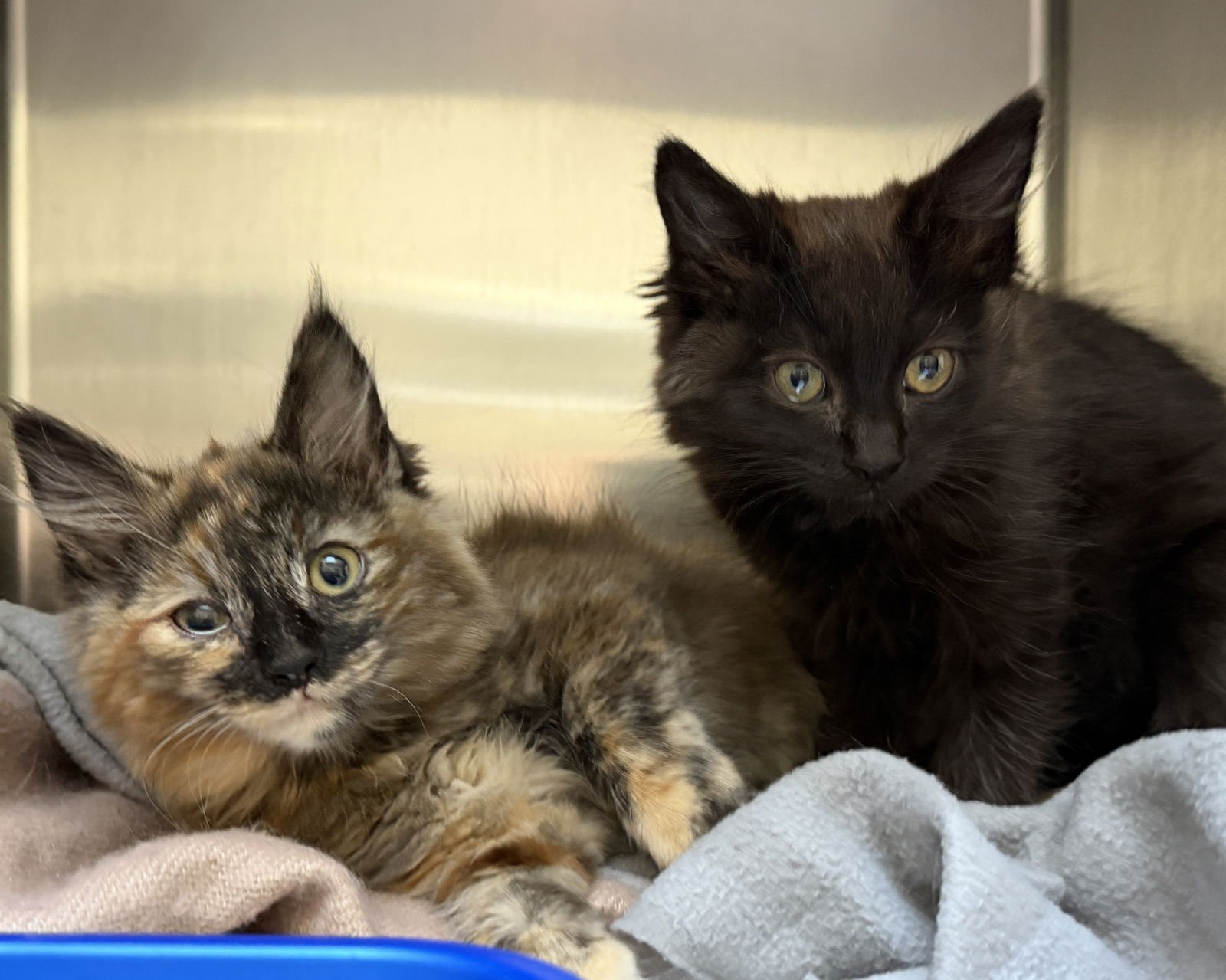 Apricot (bonded w/Persimmon) - Photo 5