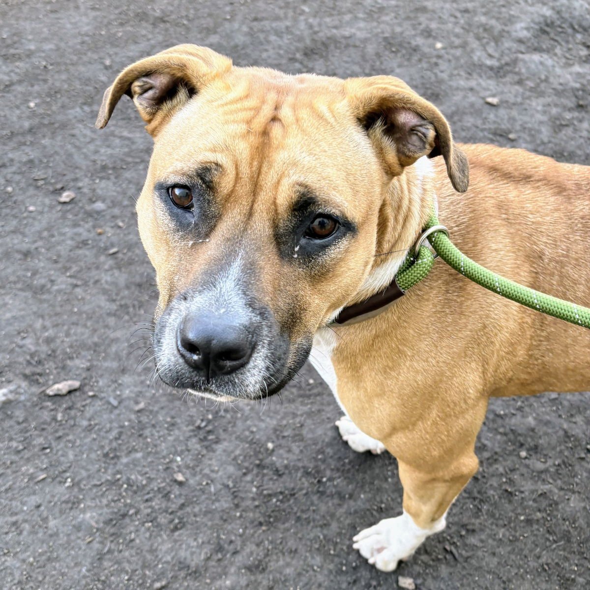 EARTHA - Pit Bull Terrier available for adoption